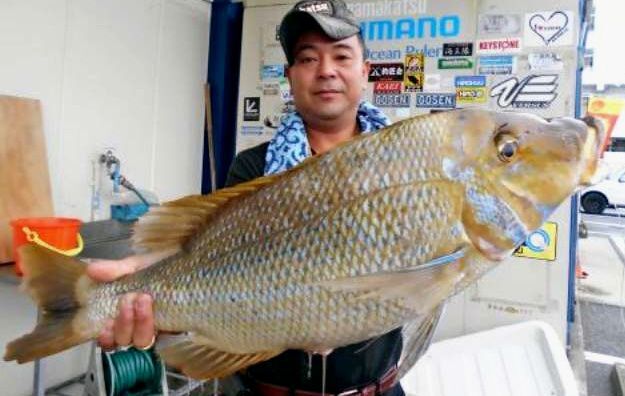 リョービ 七島泳がせ 50lb-210 リョービ 七島泳がせ 50lb-210 七島