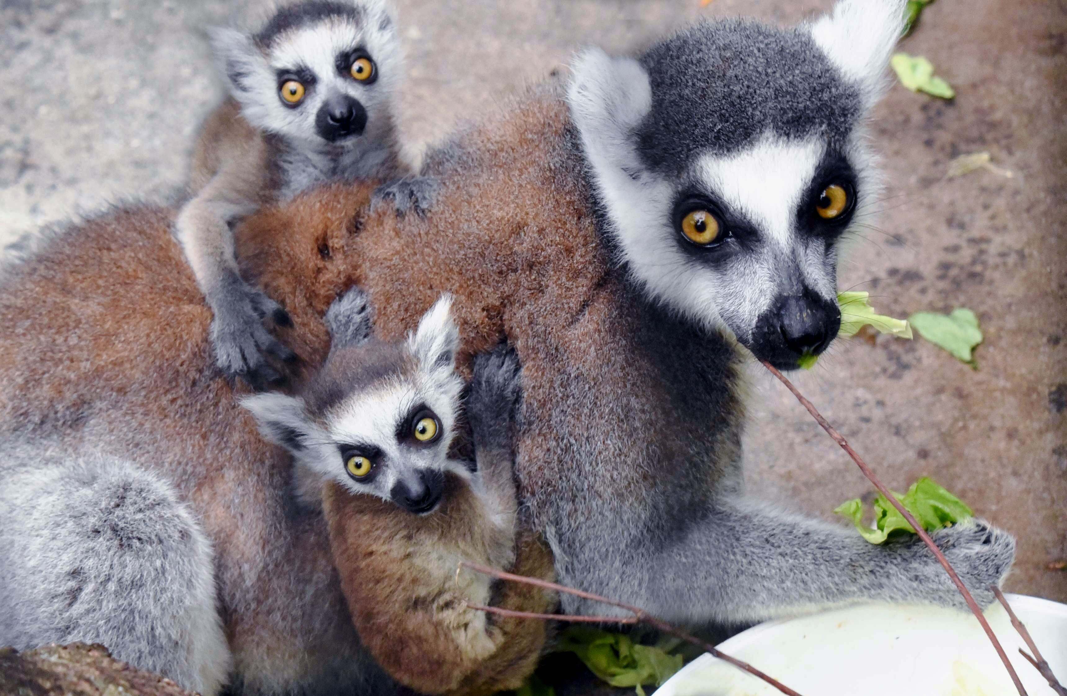 ワオキツネザル | | 京都市動物園 【未開封】ワオキツネザル 根付