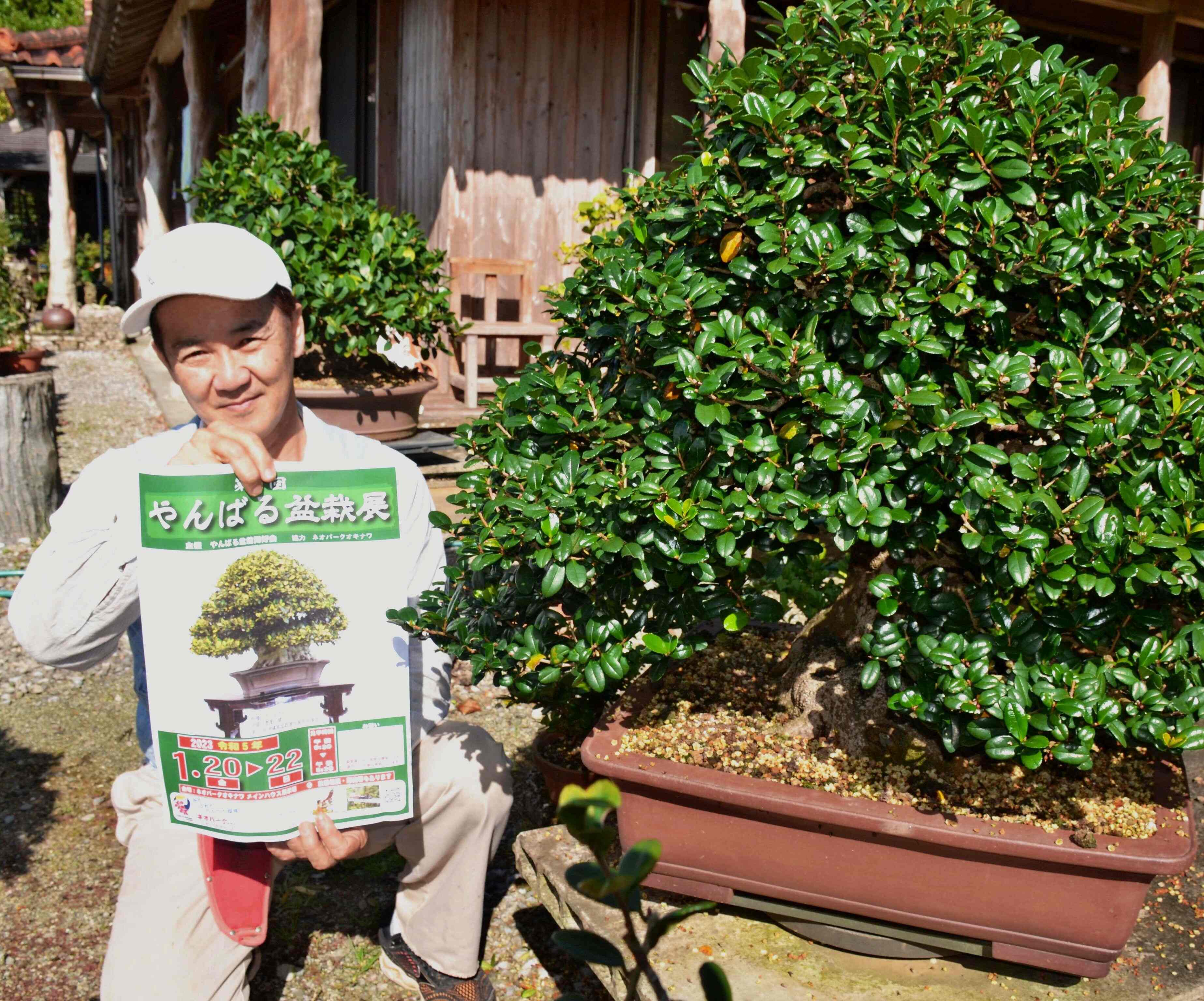 ハマヒサカキ盆栽