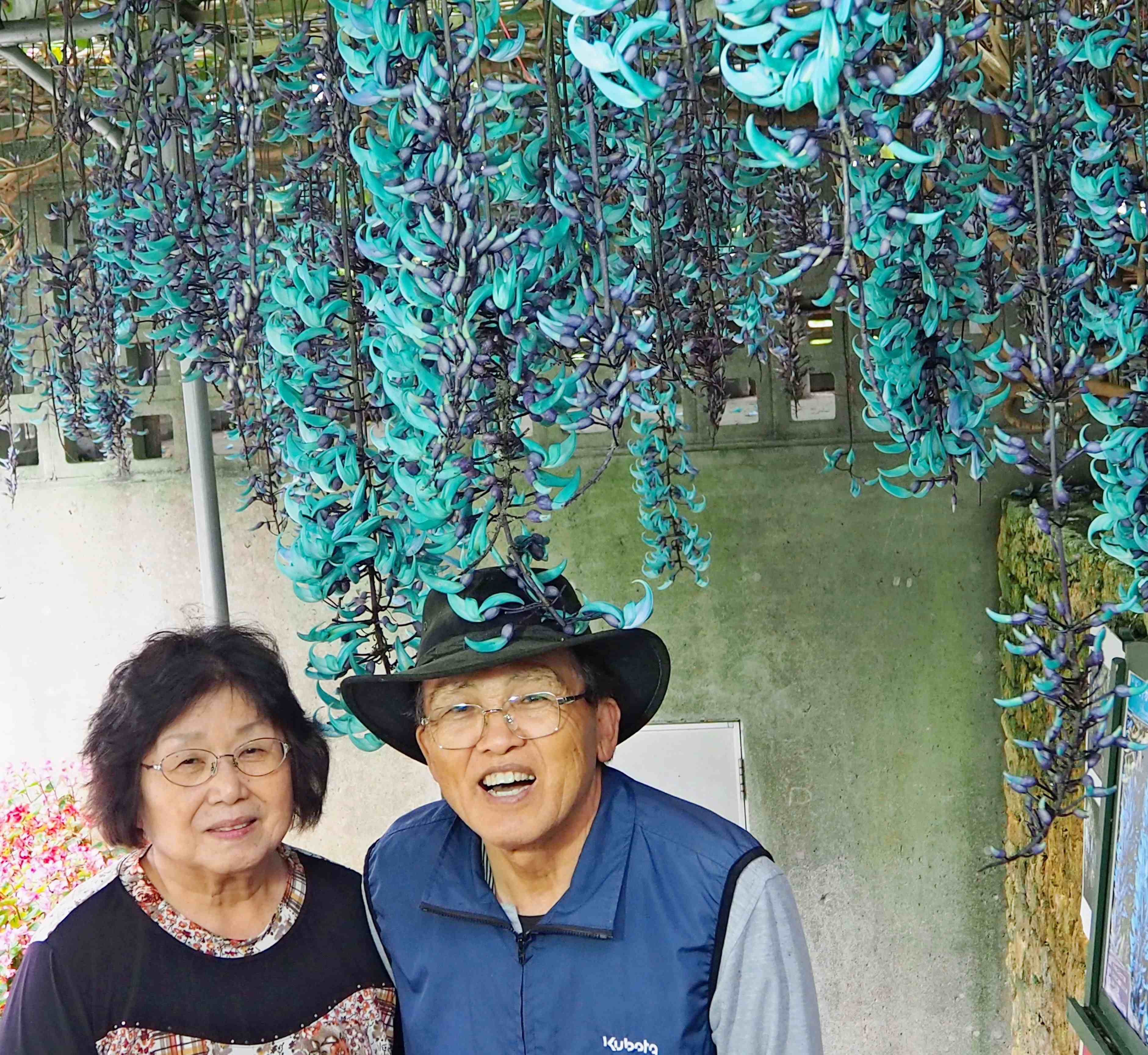 ヒスイカズラ　希少　翡翠カズラ　沖繩 ヒスイカズラが咲き始めました✨The Jade Vine has started to
