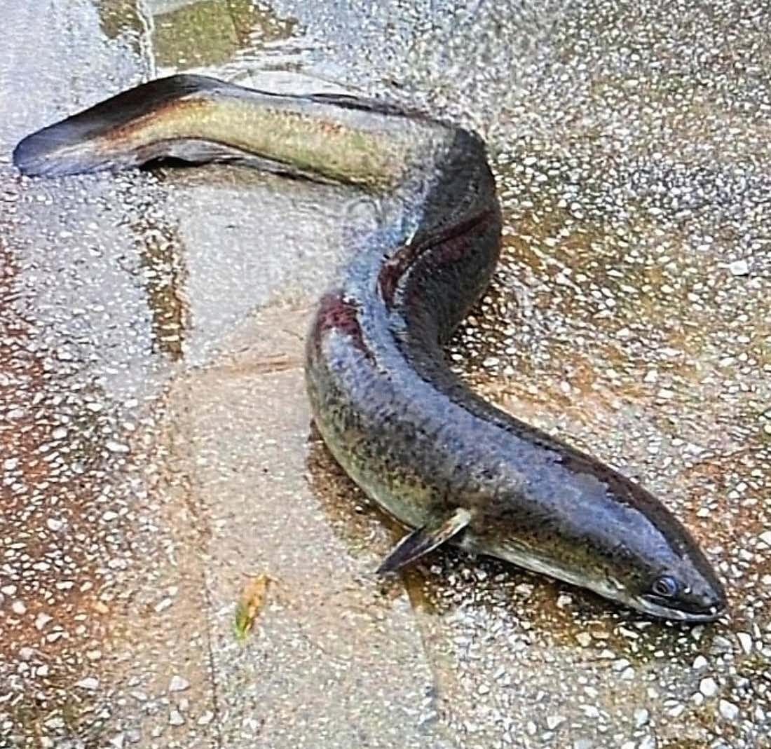 うなぎ 沖縄