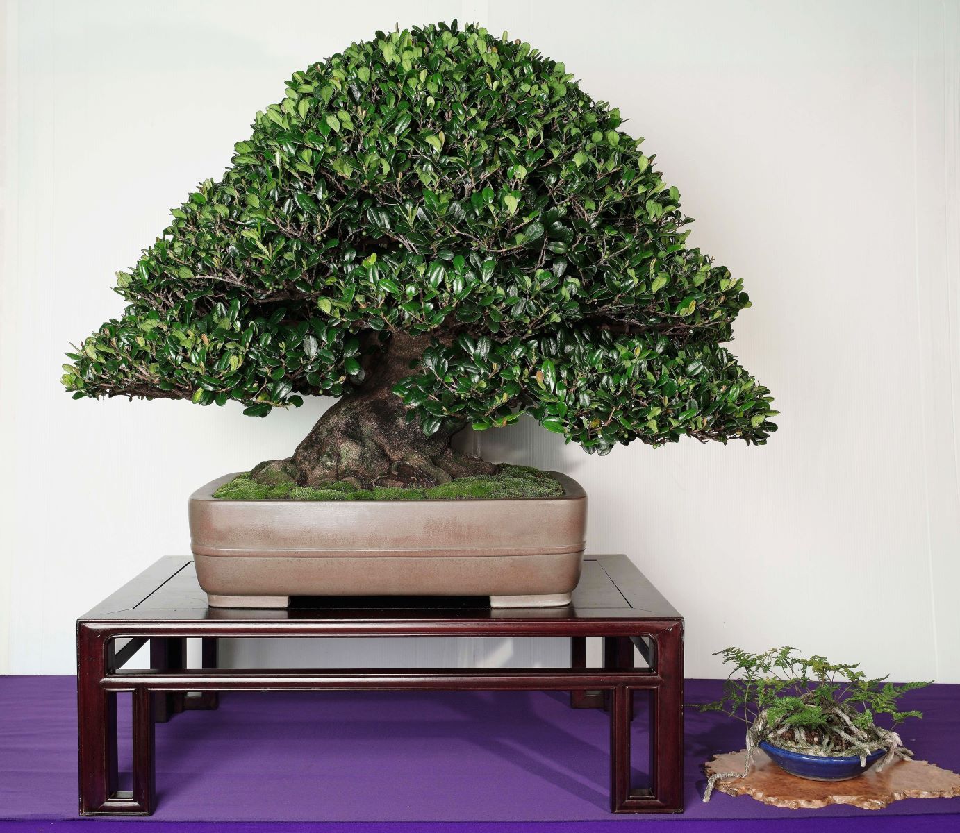 琉球盆栽 ハマヒサカキ 即展示可能 太幹 琉球盆栽 ハマヒサカキ 即展示