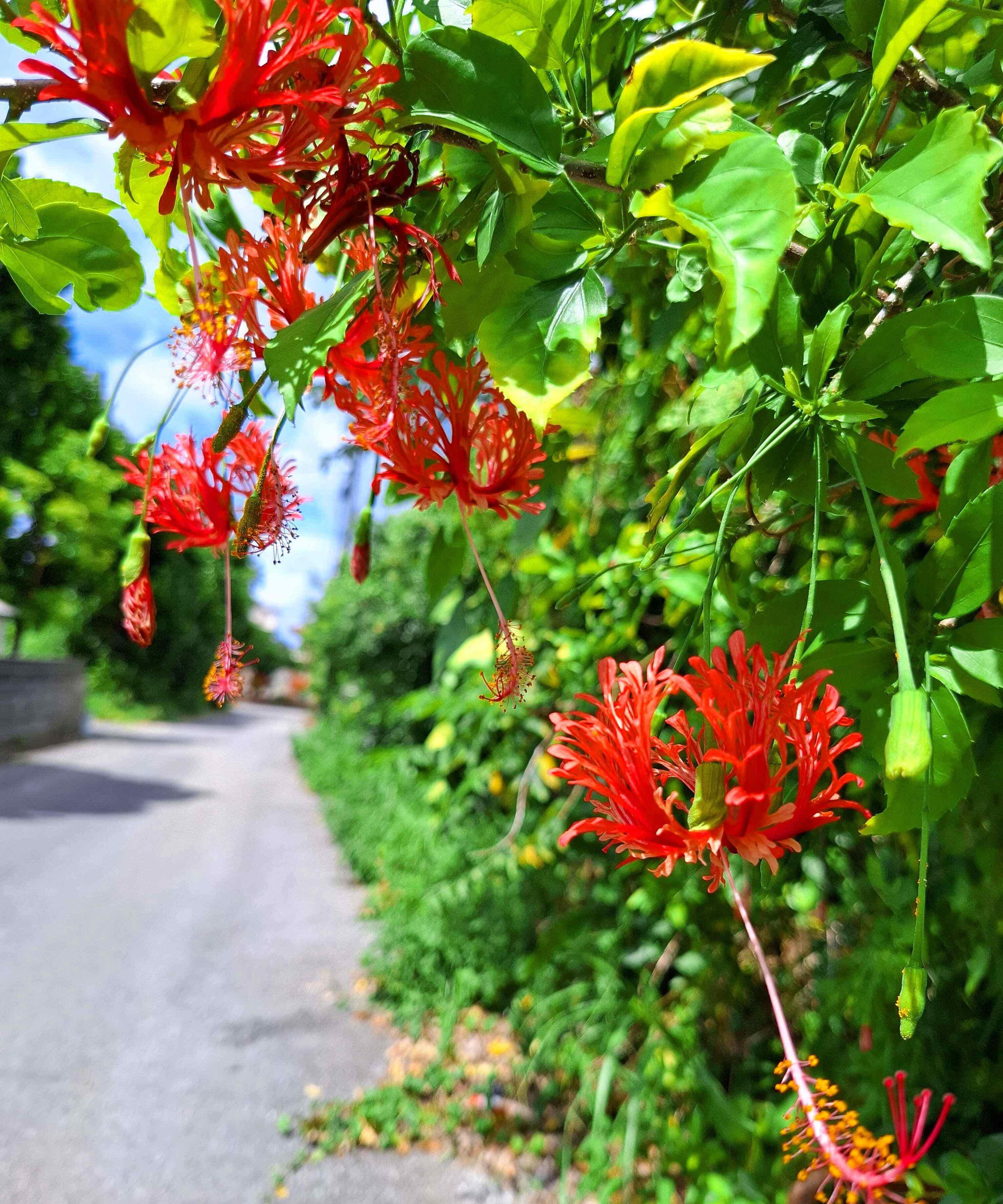 沖縄の赤い花